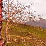 Halgort Mountains (HvE-20140402-8427)