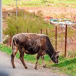 Halgort Mountains (HvE-20140402-8601)